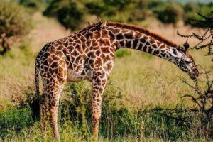 Amboseli Day Trip with Pickup - Timing and routing: why leaving at 5:00 am matters
