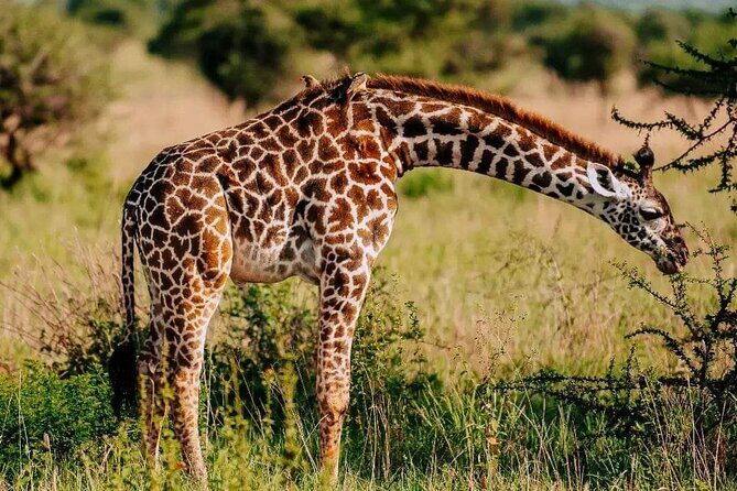 Amboseli Day Trip with Pickup - Timing and routing: why leaving at 5:00 am matters