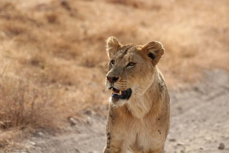 Amboseli National Park: Full Day Tour From Nairobi - Quick Safari Takeaways