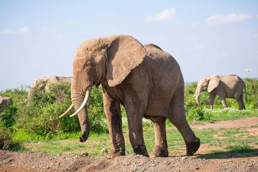 Amboseli National Park: Full Day Tour From Nairobi - Leaving Nairobi: the long drive that sets the tone