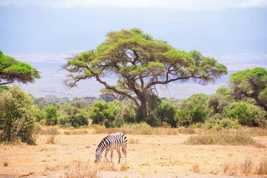 Amboseli National Park: Full Day Tour From Nairobi - Kilimanjaro in the background: how to catch the mountain