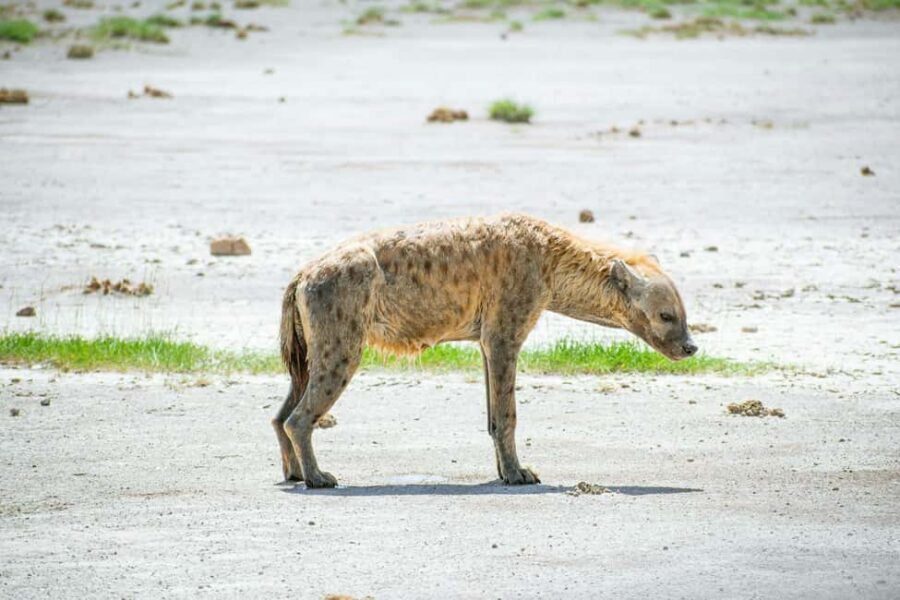 Amboseli National Park: Full Day Tour From Nairobi - Maasai village visit: a brief cultural stop with an extra fee
