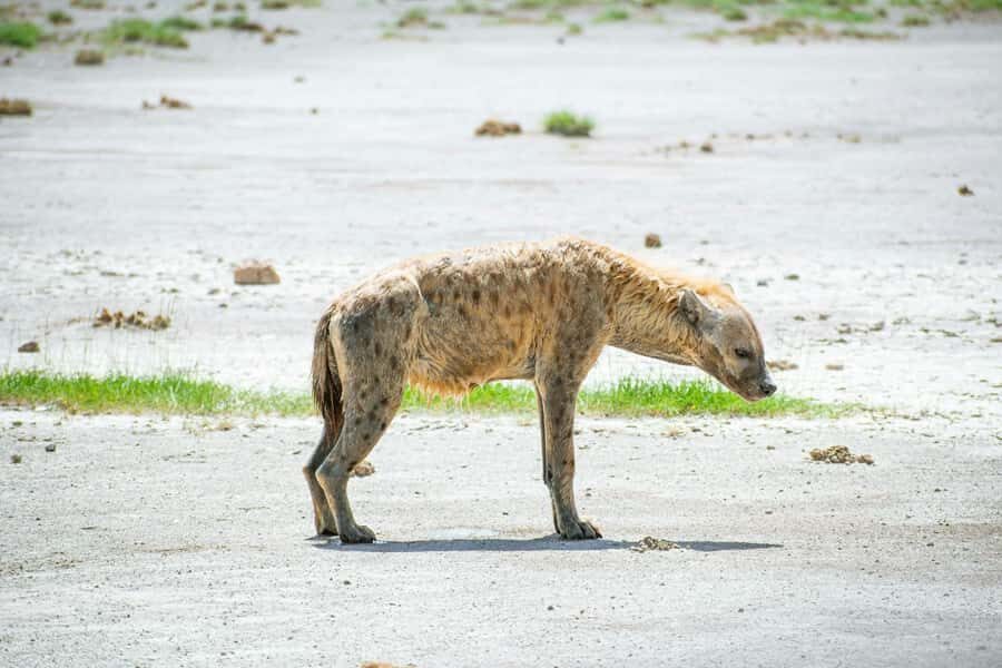 Amboseli National Park: Full Day Tour From Nairobi - Best fit: who this Amboseli day trip works for