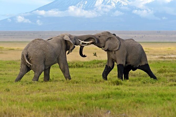Amboseli National Park: Guided Full Day Tour - Long Nairobi-to-Amboseli Day: What 12 Hours Really Means
