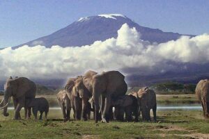 Amboseli National Park: Guided Full Day Tour - Inside Amboseli National Park: Elephants, Lions, Zebras, and That Big Mountain View