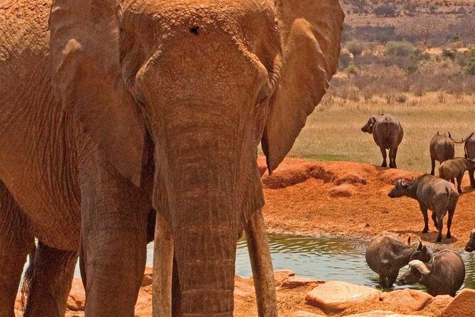 Amboseli National Park: Guided Full Day Tour - Birding While You Safari: Flamingoes, Pelicans, and 400+ Species to Scan For