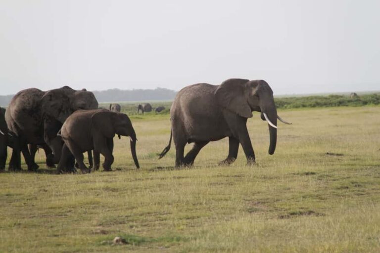 Amboseli National Park: Guided Full Day Tour - Inside Amboseli National Park: Elephants, Lions, Zebras, and That Big Mountain View