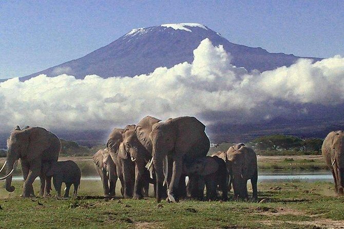 Amboseli National Park: Guided Full Day Tour - Inside Amboseli National Park: Elephants, Lions, Zebras, and That Big Mountain View
