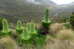 Climbing Mount Kenya 5 Days Via Chogoria Route - Meet the Crew: Certified Guides, Porters, and Your Pace