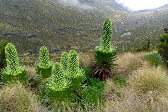 Climbing Mount Kenya 5 Days Via Chogoria Route - Meet the Crew: Certified Guides, Porters, and Your Pace
