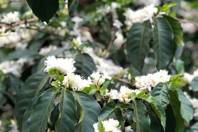 Coffee farm tour, coffee roasting and tasting experience - Small-Group Touring: Comfort, Questions, and a Better Pace