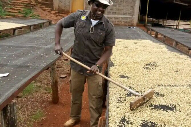 Coffee farm tour, coffee roasting and tasting experience - Getting There From Nairobi: Plan for the Last Mile