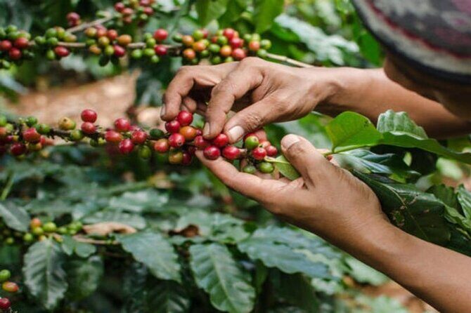 Coffee Farm Tour (Fairview) - Quick hits from the Fairview Coffee Farm Tour