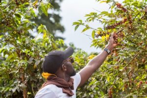 Coffee Farm Village & Factory Half Day Tour with Pick-Up - Fairview Coffee Estate: where the coffee story starts