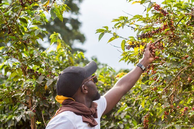 Coffee Farm Village & Factory Half Day Tour with Pick-Up - Fairview Coffee Estate: where the coffee story starts