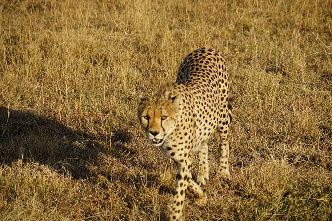 Daily departures 3 days masai mara by landcruiser - Price reality check: $206 plus Maasai Mara entry fees