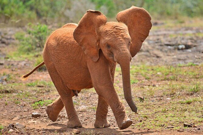 David Sheldrick Elephant Orphanage Half-Day Tour in Nairobi - Why this Nairobi elephant orphanage tour is built for real viewing