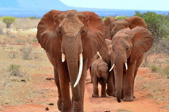 David Sheldrick Elephant Orphanage Half-Day Tour in Nairobi - Price and value: what you really pay for the half-day