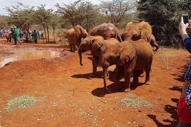 David Sheldrick Elephant Orphanage Half-Day Tour in Nairobi - The Sheldrick Wildlife Trust visit: milk bottles, rope fences, and playtime