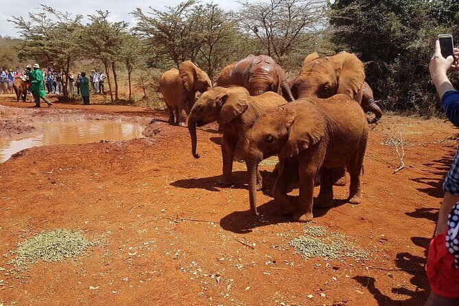 David Sheldrick Elephant Orphanage Half-Day Tour in Nairobi - Group size, guide quality, and the day-to-day reality