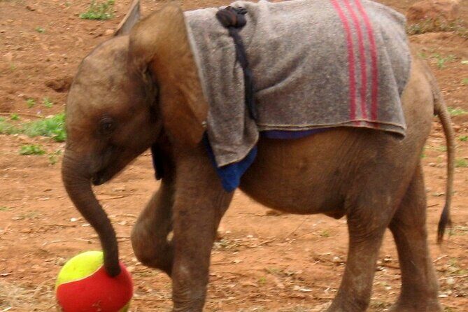 David Sheldrick Elephant Orphanage Half-Day Tour in Nairobi - Getting there: pickup time, morning timing, and why it affects your photos