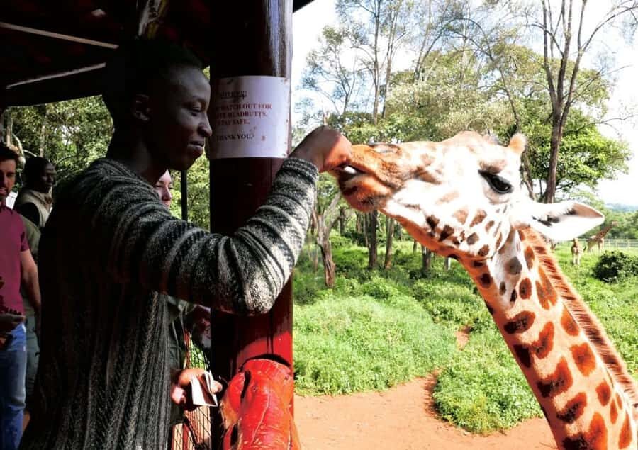 David Sheldrick Wildlife Trust & Giraffe Center with Lunch - Picking up at 8 am: the smooth Nairobi start