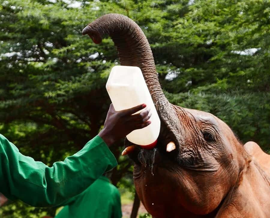 David Sheldrick Wildlife Trust & Giraffe Center with Lunch - Lunch at Carnivore: charcoal-roasted meats at your table
