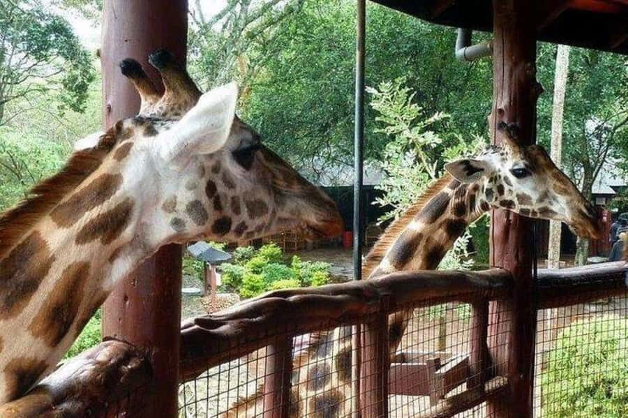 David Sheldrick Wildlife Trust & Giraffe Center with Lunch - The full 5-hour flow: what each segment gives you