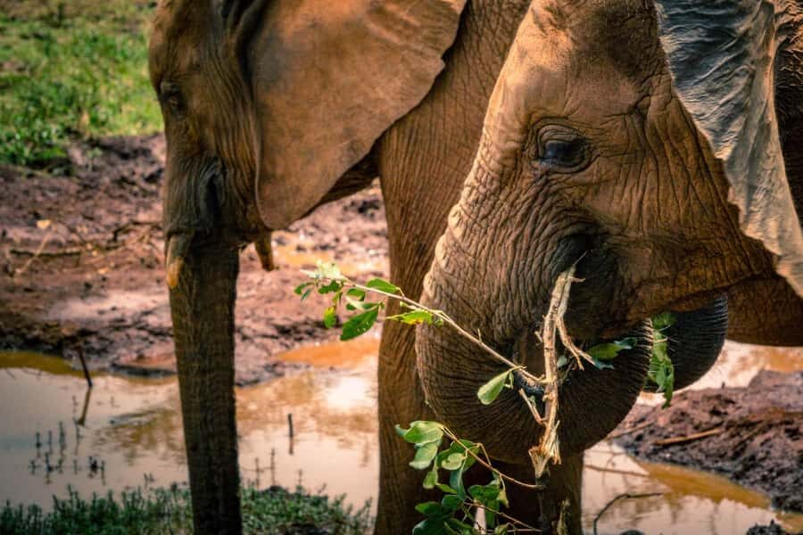 David Sheldrick Wildlife Trust & Giraffe Center with Lunch - Small details that can make or break your day