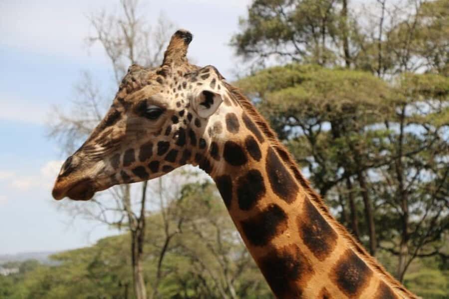 David Sheldrick Wildlife Trust & Giraffe Center with Lunch - Should you book this giraffe-and-elephant day?
