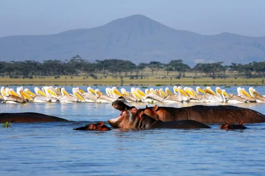Day tour Hells gate and lake Naivasha from Nairobi - Key highlights worth booking for