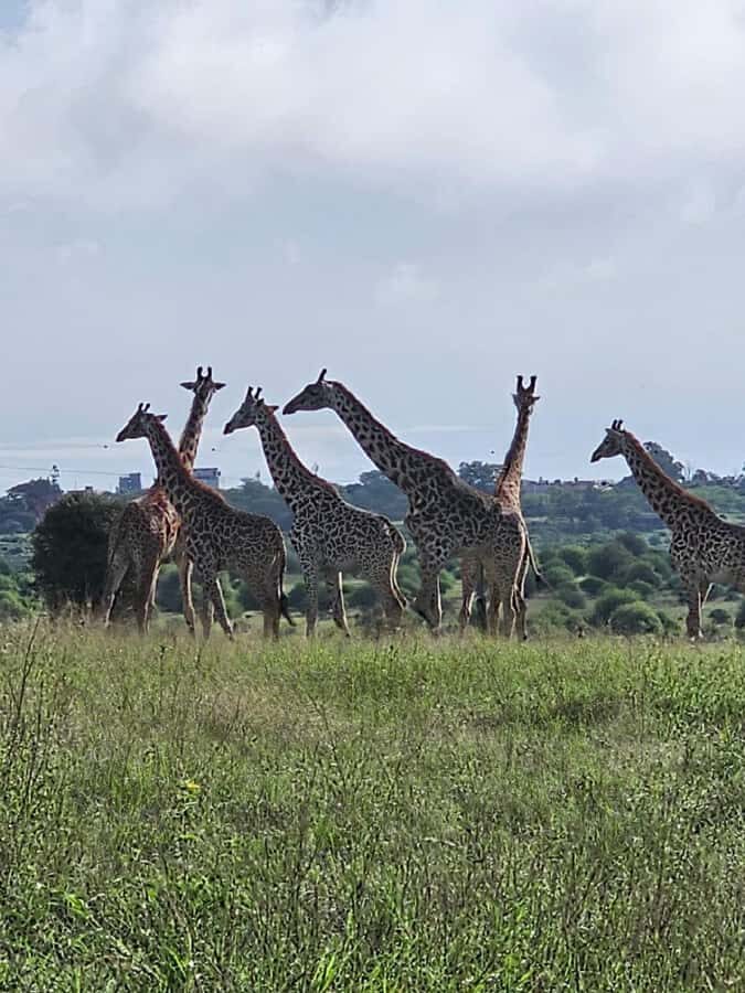 Day tour Hells gate and lake Naivasha from Nairobi - Price and logistics: where the real value comes from