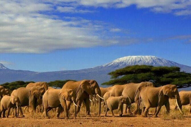 Day Tour to Amboseli National Park - The safari vehicle and game drive strategy for elephants and Kilimanjaro views