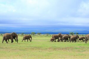 Day tour to Amboseli national park - The private safari vehicle and pop-up roof advantage