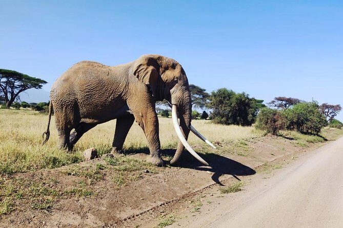Day Tour to Amboseli National Park - Guides who turn drive time into animal time (Samuel, James, Jerry, and more)