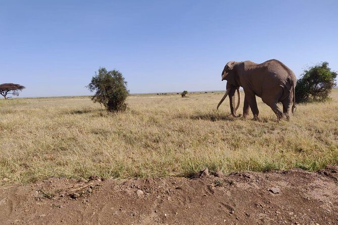 Day Tour to Amboseli National Park - Price and value: is $310 worth it for a day from Nairobi?