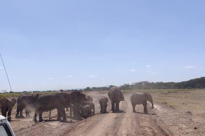 Day Tour to Amboseli National Park - What this day trip is best for