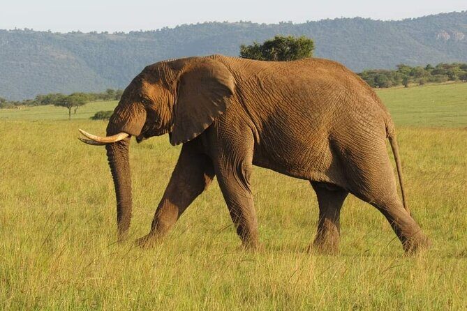 Day Tour To Amboseli National Park From Nairobi - Key Things To Know Before You Go