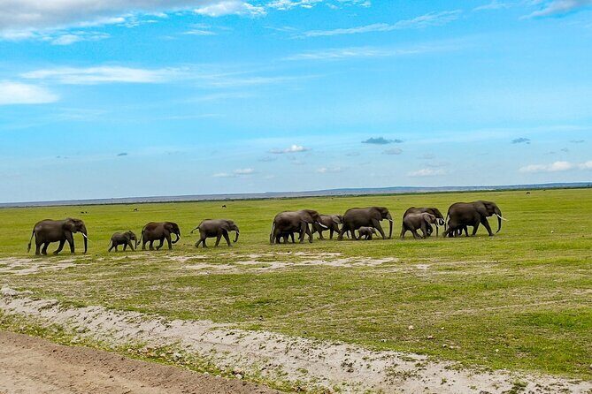 Day Tour To Amboseli National Park From Nairobi - The Nairobi-to-Amboseli Morning: Why the Early Start Pays Off