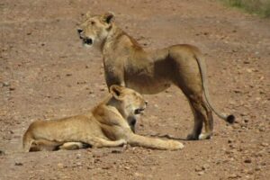 Day Tour To Amboseli National Park From Nairobi - Your Safari Vehicle Setup: The Pop-Up Roof Advantage