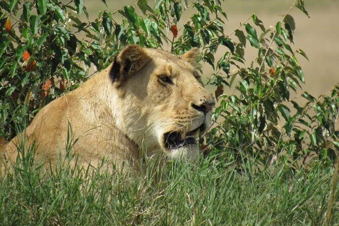 Day Tour To Amboseli National Park From Nairobi - A Second Wildlife Stretch: Using the Park’s Different Habitats