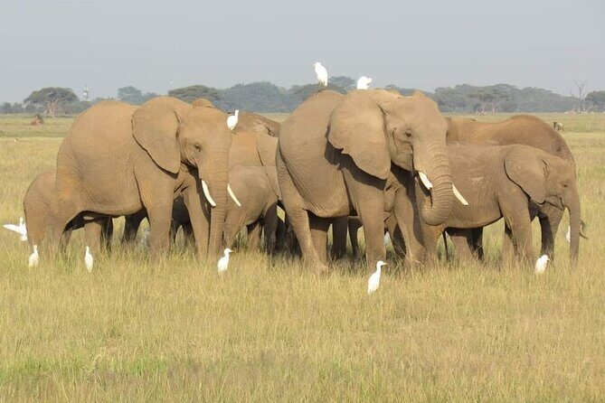 Day Tour To Amboseli National Park From Nairobi - Observation Hill: The Easy Walk That Changes How You See the Park