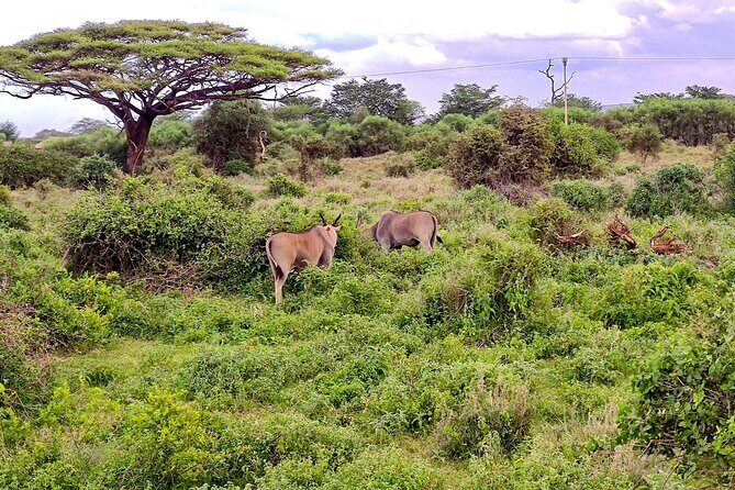 Day Tour To Amboseli National Park From Nairobi - Optional Maasai Village Visit: Culture Time Without Forcing It