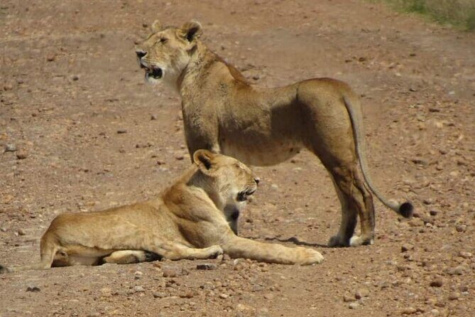 Day Tour To Amboseli National Park From Nairobi - Your Safari Vehicle Setup: The Pop-Up Roof Advantage