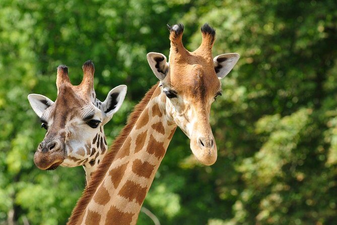Day tour to Giraffe Center and Karen Blixen Museum - Key highlights worth circling