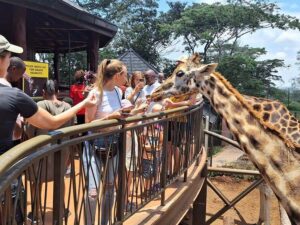 Day Tour to Giraffe Center and Karen Blixen Museum - Feeding Giraffes at the Giraffe Centre (Where Daisy Rothschild’s Story Lives)
