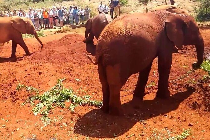 Day tour to Giraffe Center and Karen Blixen Museum - Karen Blixen Museum near the Ngong Hills: history you can walk through