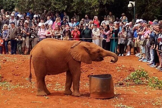 Day tour to Giraffe Center and Karen Blixen Museum - Price and value: is $95.08 a fair deal?