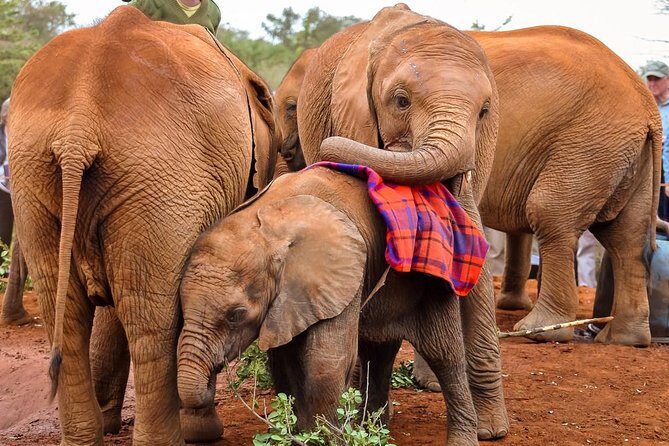 Day tour to Giraffe Center and Karen Blixen Museum - Elephants and the SWT Elephant Nursery fee step (what to check)