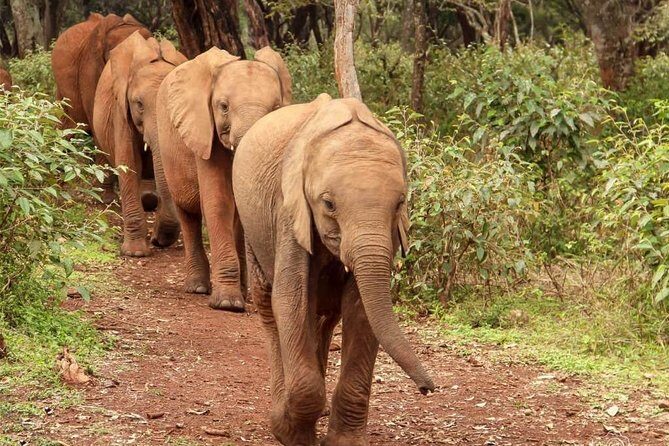 Day tour to Giraffe center and Karen Blixen Nairobi - Who should book this Nairobi day tour